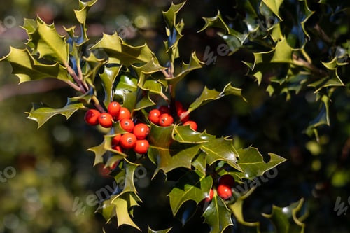 Preview: Detailed image of a Prickly Holly Plant with its vibrant green leaves and sharp spines