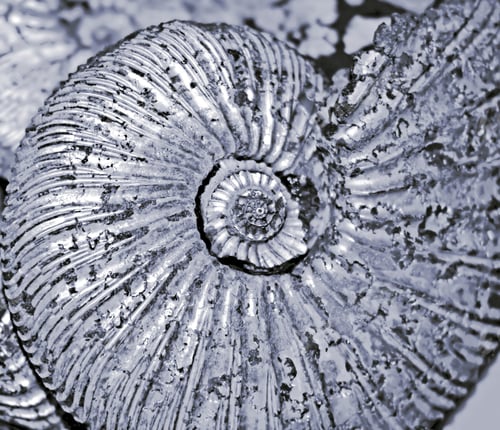 Preview: Fossilized ammonite