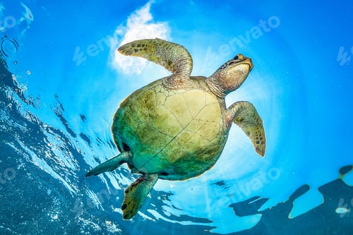 Preview: green turtle in the great barrier reef