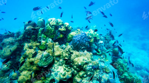Preview: Scuba diving, underwater photography. Colorful underwater coral reef scene