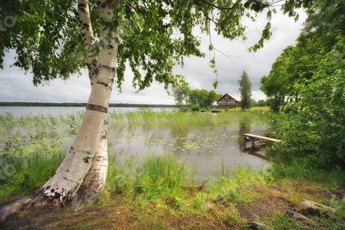 Preview: Lake in Russia and birch tree on the shore.