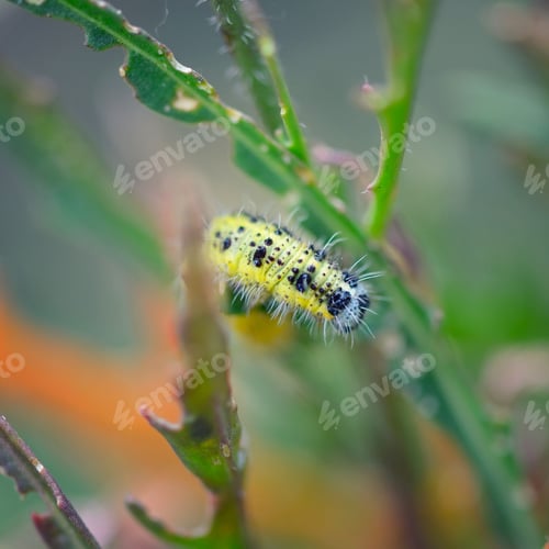 Preview: Pieris brassicae caterpillar pest eating leaf. Shallow depth of