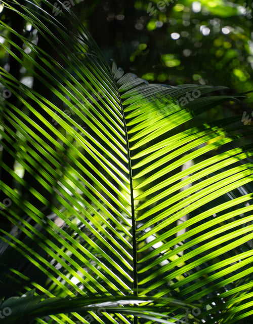 Preview: Palm leaf