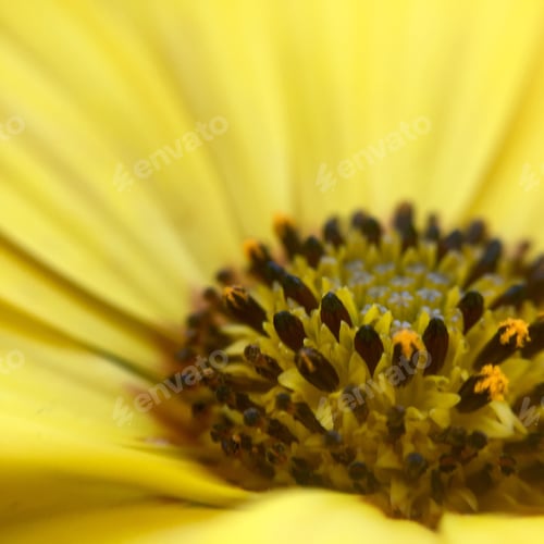 Preview: Beautiful flower