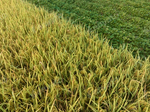 Preview: Growing organic sweet potatoes. Organic farming