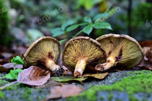 Preview: Mushrooms in the forest