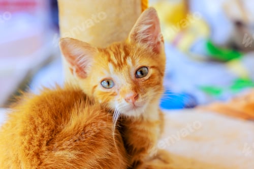 Preview: There is a little golden red fluffy kitten who is looking forward to being at home