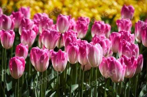 Preview: Blooming tulips flowerbed in Keukenhof flower garden, Netherlands