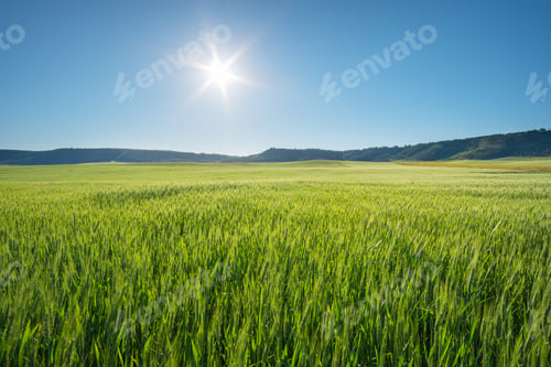 Preview: Green meadow of wheat