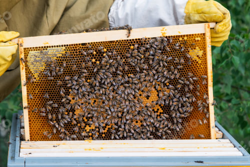 Preview: A beekeeper, a woman in a protective suit against bee stings, holds a frame with honey from a bee hi