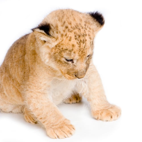 Preview: Lion Cub sitting