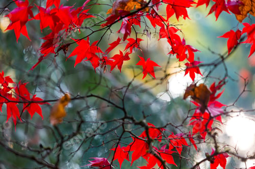 Preview: Japanese Maple Leaves, on branches, low angle view of the red autumn foliage of the maple tree.