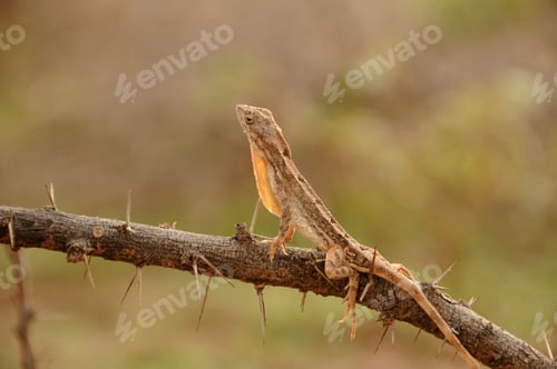 Preview: Agama lizard in the forest