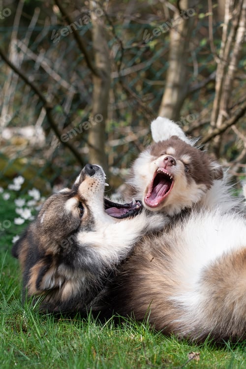 Preview: Portrait of a young Finnish Lapphund dog and puppy playing outdoors