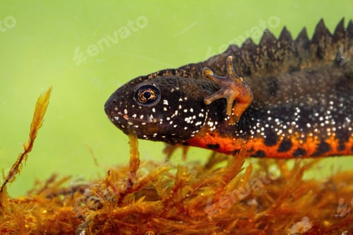 Preview: Close-up of danube crested newt diving in water in swamp