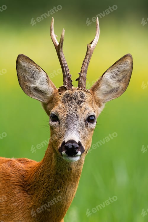 Preview: Head of roe deer buck in summer nature
