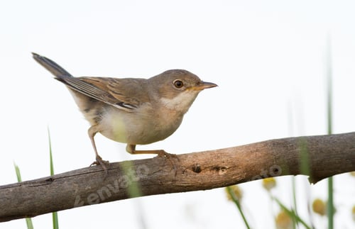 Preview: Whitethroat, Sylvia communis. On white background