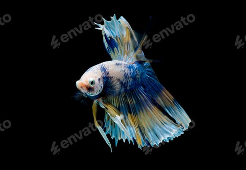 Preview: Colorful with main color of dark blue, white and yellow betta fish, Siamese fighting fish