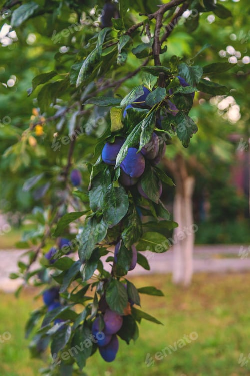 Preview: Ripe plums in the garden. Selective focus.