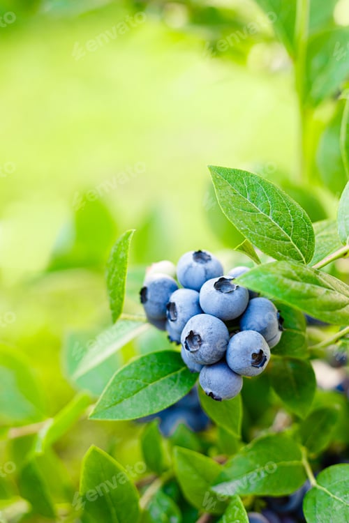 Preview: Blueberry. Fresh berries with leaves on branch in a garden.