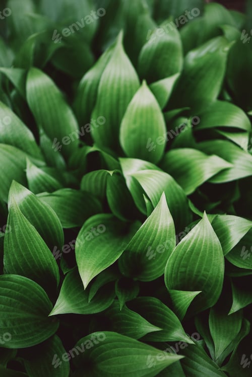 Preview: Green leaves texture. Tropical leaf background. Banner. Top view