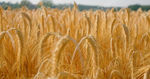 Preview: Close-up, macro golden wheat field under blue cloudy sky, countryside summer agricultural scene