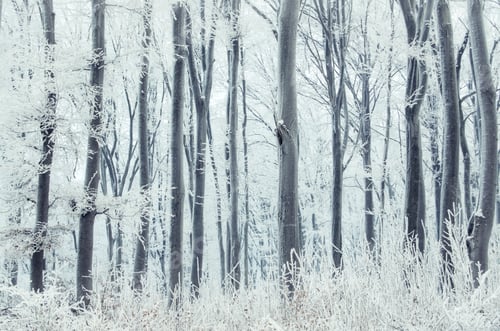 Preview: White frozen forest with snow in winter