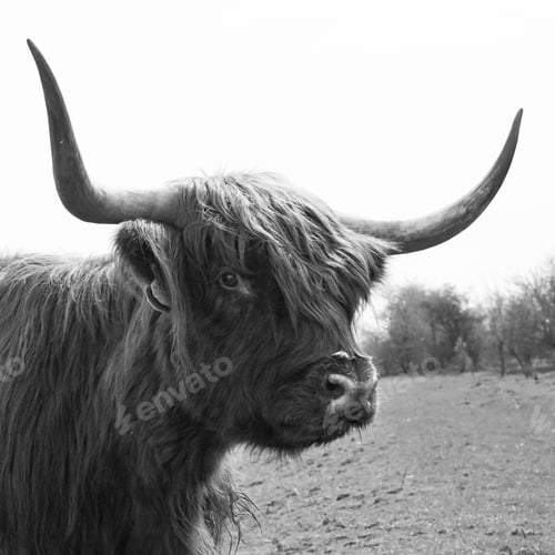 Preview: Black and white photo of a Scottish highlander close up