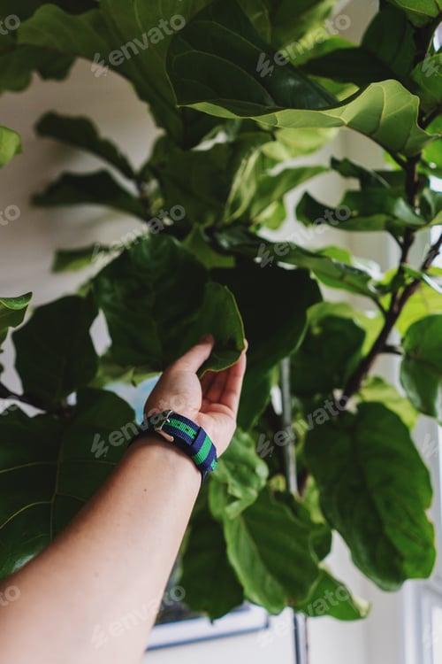 Preview: Grabbing a leaf from a tree. Plant care