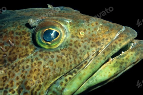 Preview: Close up of lingcod