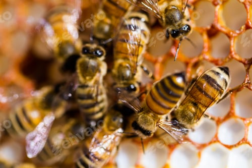 Preview: Beekeeping