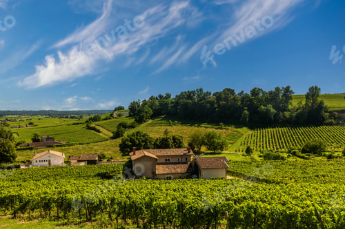 Preview: Beautiful vineyard at sunset. Travel around France, Bordeaux