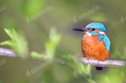 Preview: Common kingfisher sitting on branch with copy space