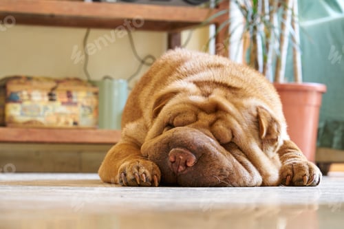 Preview: Sharpei sleeping