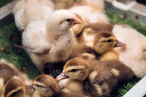 Preview: Little chickens and ducklings bask in the sun on the grass
