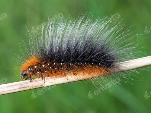 Preview: Closeup shot of a black and orange hairy caterpillar of the garden tiger moth.