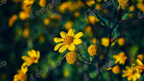 Preview: Closeup shot of beautiful yellow arnica flowers in a garden