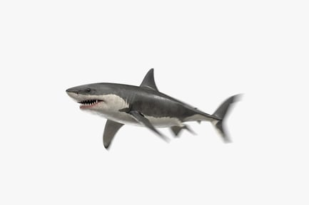 Preview: Animated Great White Shark: Carcharodon Carcharias