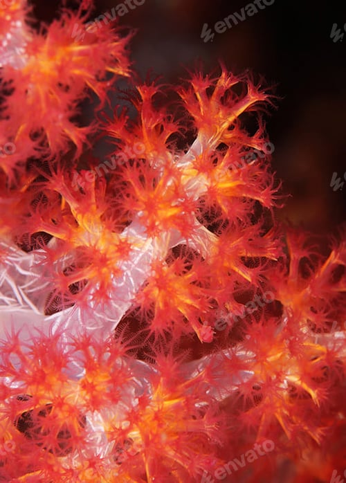 Preview: Amazing underwater world, Underwater world scene.