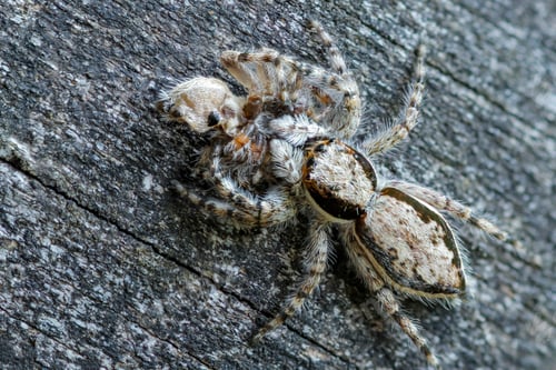 Preview: Macro Shot of a Grey Spider on Wood