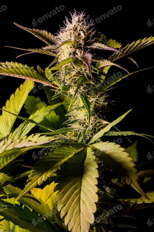 Preview: Vertical closeup shot of cannabis leaf in a weed farm on dark background