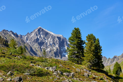 Preview: Siberian cedars on hillside of mountain tundra