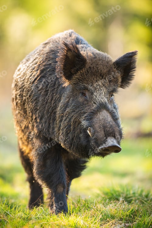 Preview: Wild boar male moving forward on meadow in springtime nature