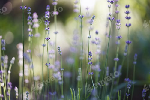 Preview: Provence - lavender field