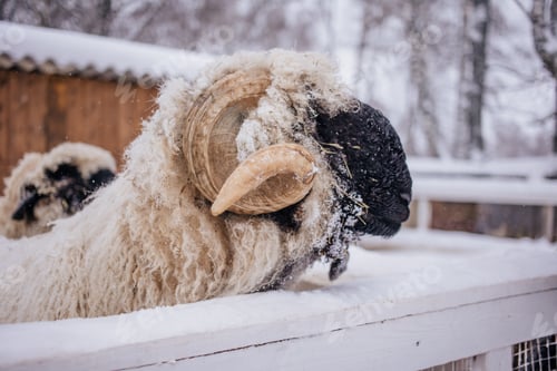 Preview: farm sheep portrait in snow in winter. Farming paddock