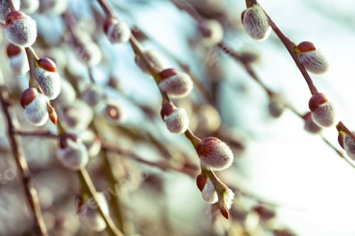 Preview: spring