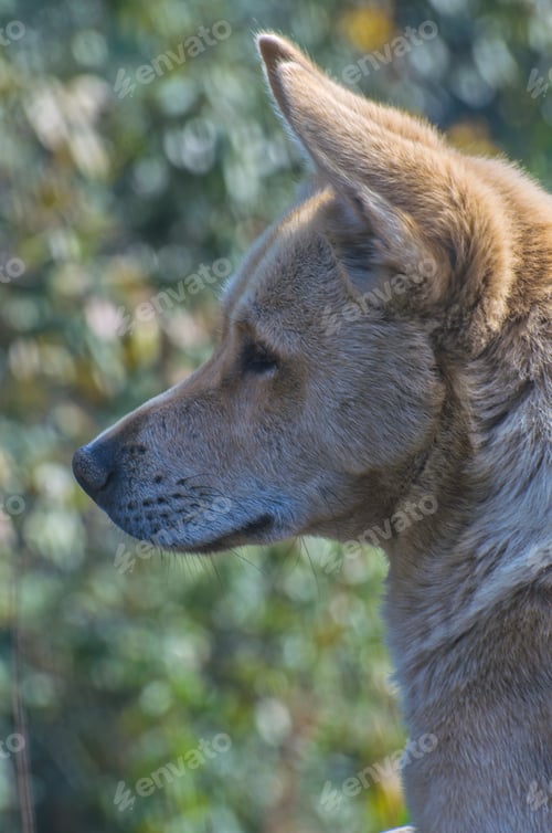 Preview: Alert Indian Pariah Dog Portrait with Natural Green Background