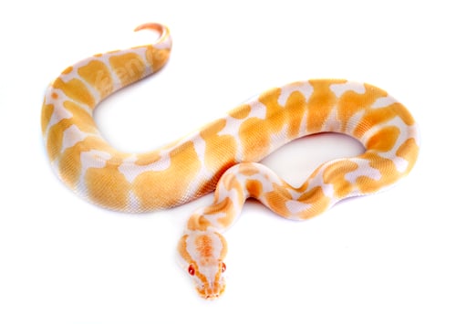 Preview: royal python in studio