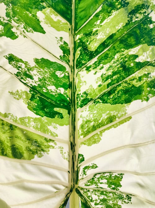 Preview: Beautiful colors abstract pattern and texture of Variegated Alocasia Macrorrhiza leaf background