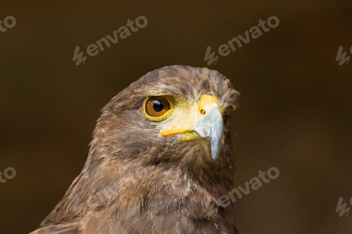 Preview: Portrait of a falcon